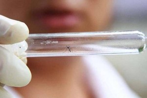 إصابة ما يقرب من 140 شخصاً بفيروس زيكا في فيتنام 