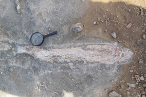 'اميرة الديناصورات' في الهند ترعى متحجرات عمرها ملايين السنوات 