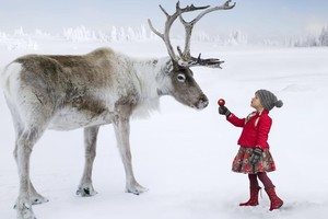 تقلص حجم حيوانات الرنة بسبب الاحترار المناخي 