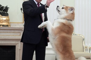 بالصور... كلب ياباني متشدد يحمي الرئيس الروسي
