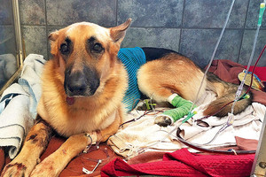 استراليون يتحملون علاج كلب أنقذ طفل من ثعبان قاتل