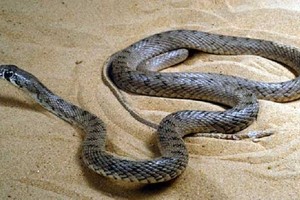 استراليون يتحملون علاج كلب أنقذ طفل من ثعبان قاتل