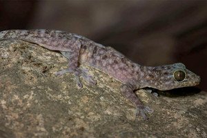 اكتشاف 163 نوعاً جديداً سنة 2015 في منطقة ميكونغ الكبرى