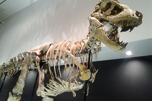 اكتشاف لذيل ديناصور متحجر قد يساعد على فهم تطور هذه الحيوانات المنفرضة 