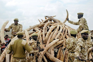 الإنسان بدأ يعي اخيراً خطر انقراض الفيلة
