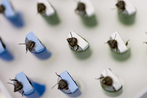 آلاف مليارات الحشرات تهاجر في الجو سنوياً 