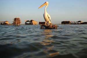 المياه الآسنة تقضي تدريجا على أكبر بحيرات باكستان 