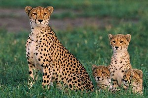 دراسة: الفهد الصياد في طريقه إلى الإنقراض 