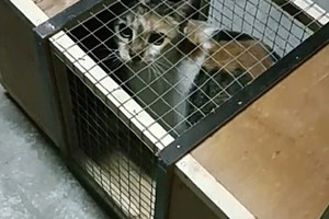 بحريني يقضي إجازة رأس السنة بصيد القطط... والسبب؟