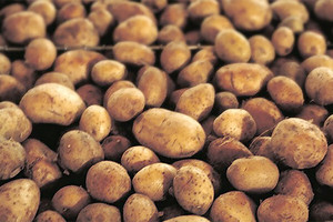 اكتشاف حقل بطاطس يعود إلى 3800 سنة في كندا