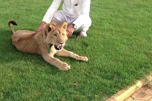 الإمارات تحظر على الأفراد امتلاك الحيوانات الخطرة 