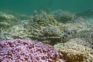 معظم الشعب المرجانية في العالم سوف تتعرض لعملية تبييض سنوية