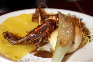 سوبر ماركت سويسرية تعتزم بيع 'برغر الحشرات'