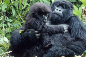  تحديات جمة لحماية حيوانات الغوريلا الجبلية في الكونغو 