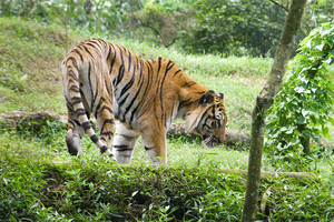 التجارة العالمية تطرح تهديداً متزايداً على الأنواع الحية 