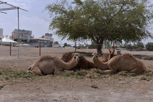 بالصور ... جمال بمنطقة الشاخورة
