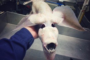 صياد روسي يثير ضجة على 'تويتر' بصور أسماك مخيفة من أعماق المحيط