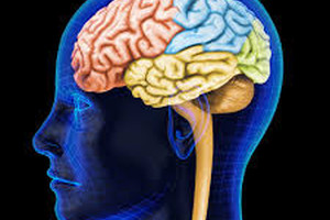 علماء: البالغون لا يملكون أدمغة 'بالغة'