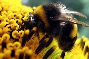 أميركا تدرج النحلة الطنانة ضمن الأنواع المعرضة لخطر الانقراض