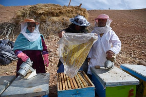 تربية النحل مصدر دخل وتمكين للنساء الأفغانيات 