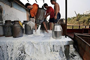 مزارع الأبقار الضخمة في الصين تلوث البيئة 