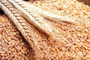 تجار: الأردن يطرح مناقصتين لشراء 100 ألف طن قمح و50 ألف طن شعير