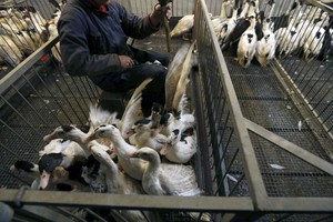 اعدام 80 الف دجاجة في اليابان بسبب تفشي انفلونزا الطيور