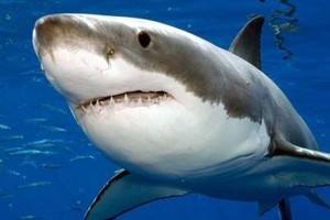 ضحية هجوم قرش في استراليا ينتظر المساعدة الطبية لأكثر من 8 ساعات