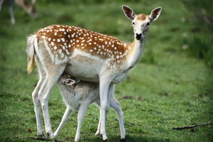 اختبر نفسك في أسماء أصوات الحيوانات