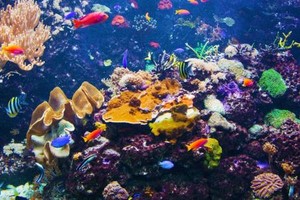 قصة قصيرة... حكايةٌ صغيرة