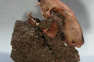 متحجرات لثعلب ماء ضخم في الصين