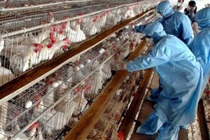 اليابان تعدم أكثر من 168 ألف دجاجة بسبب إنفلونزا الطيور