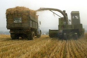 مصر تشتري 410 آلاف طن قمح روسي في مناقصة