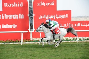 كؤوس 'اللكزس' تشعل الجياد وصراع ثنائي على كأس فطيس الهاجري في السباق الـ13 للخيل