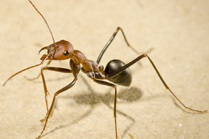 النمل يتمتع بقدرة متطورة على تحديد موقعه