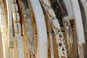 حظر العاج في الصين بين قرارات الحكومة والالتفاف عليها