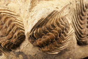 النمو الكبير في الانواع البحرية الحية على الأرض لم يكن بسبب وابل النيازك 