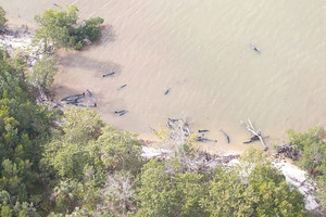 نفوق أكثر من ثمانين دلفينا في فلوريدا 