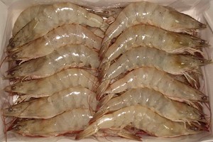 التلوث في خليج المكسيك يرفع أسعار القريدس (الروبيان)