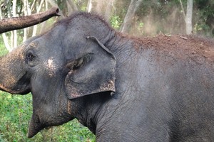 علاجات شعبية من جلد الفيلة تهدد ما تبقى منه في ميانمار