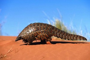 جمارك تايلاند تصادر 2.9 طن من قشور حيوان البنغول 