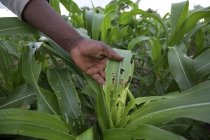 الفاو: دودة الحشد تنتشر في جنوب القارة الإفريقية