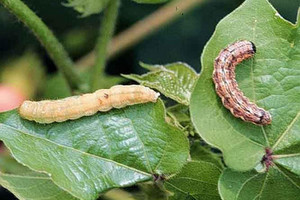 نوع جديد من الديدان في إفريقيا يهدد التجارة العالمية للمنتجات الزراعية