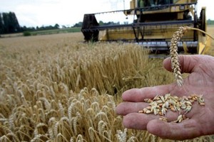 المغرب يسعى لشراء 263 ألفا و636 طنا من القمح اللين الأوروبي