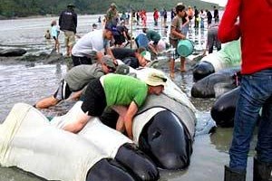 نفوق مئات الحيتان على أحد شواطئ نيوزيلندا