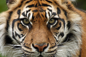 النمور الهندية تظهر في غابات اندونيسيا بعدما كانت تعد منقرضة