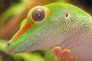 اكتشاف نوع جديد من زواحف ابو بريص لديه قدرات مذهلة