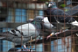 تايوان ترفع حالة التأهب ضد انفلونزا الطيور