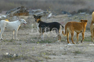 'البلديات' بشأن الكلاب الضالة: لا صحة للأعداد المتداولة... ونعمل وفقاً لالتزامات بمجال الرفق بالحيوان