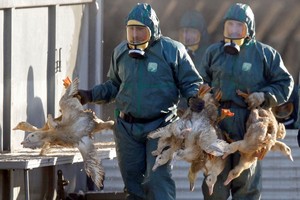 الكاميرون تؤكد ظهور أول إصابة بإنفلونزا الطيور